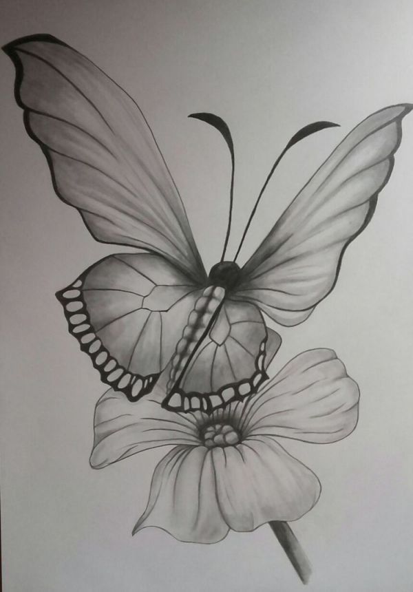 butterfly on flower pencil drawing, animal drawing ideas
