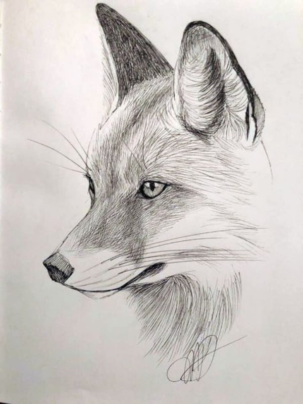 fox pencil drawing, animal drawing ideas