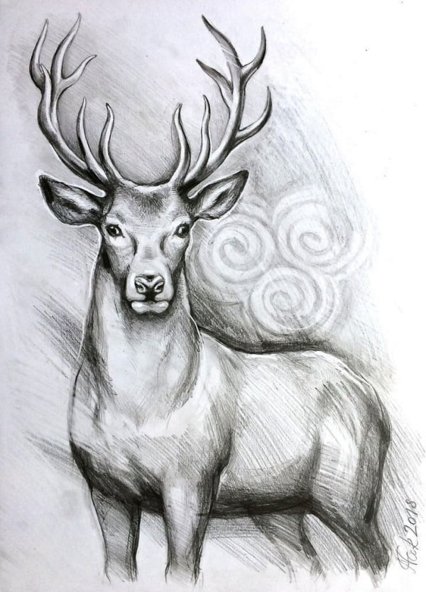 deer, animal drawing ideas