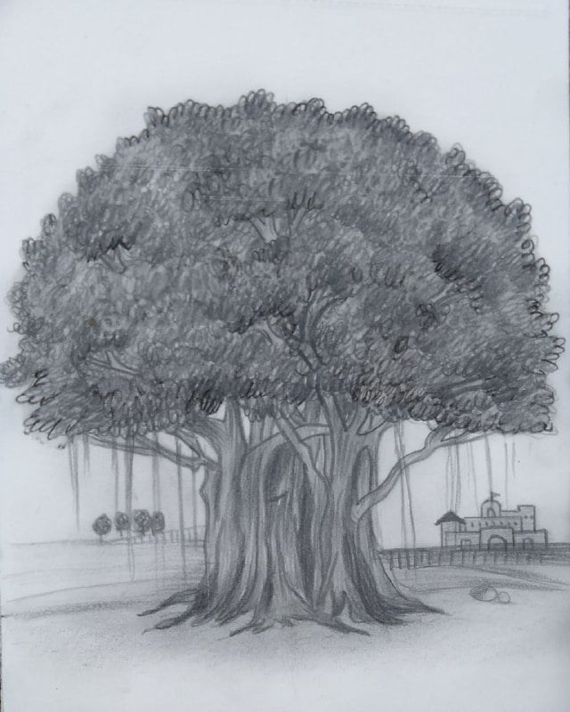 Learn To Make Banyan Tree Pencil Drawing 6491