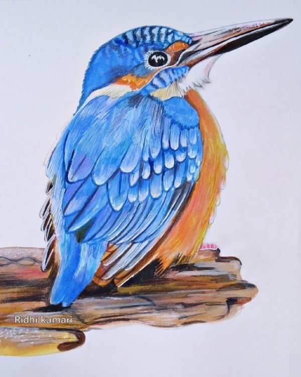 Bird Drawing With Colour - Step-by-Step Guide Kingfisher bird complete coloured drawing