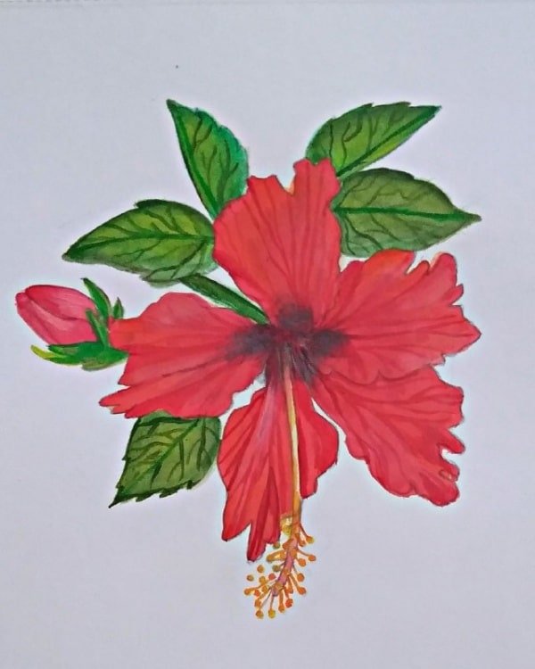 How To Draw A Hibiscus